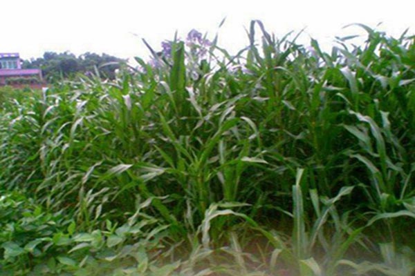 1651544818938050.jpg 1651544818938050.jpg