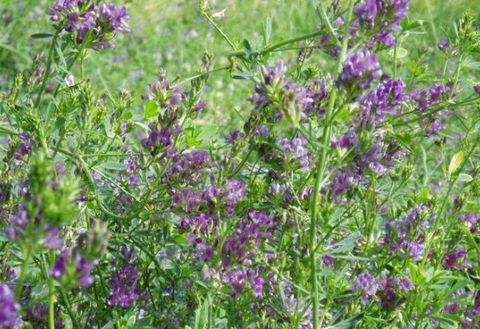 1651545980507221.jpg 1651545980507221.jpg