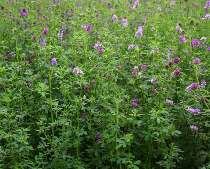 1651546264657961.jpg 1651546264657961.jpg