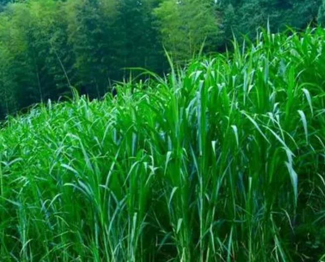 1652244056468660.jpg 1652244056468660.jpg