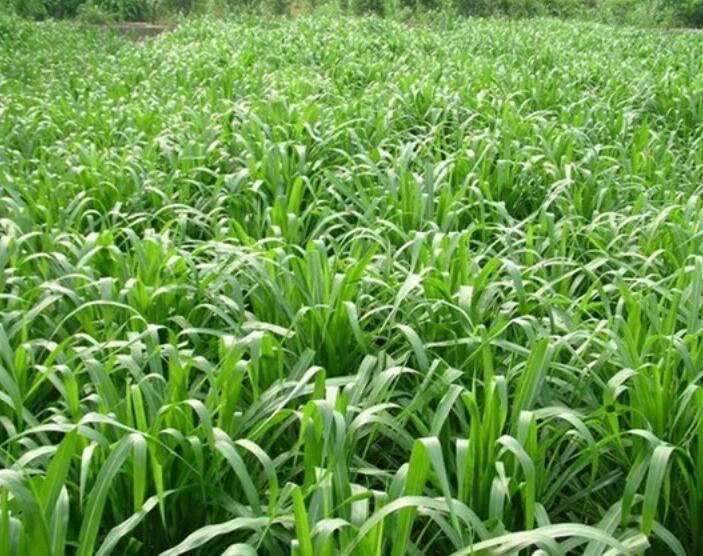 1653800666159793.jpg 1653800666159793.jpg