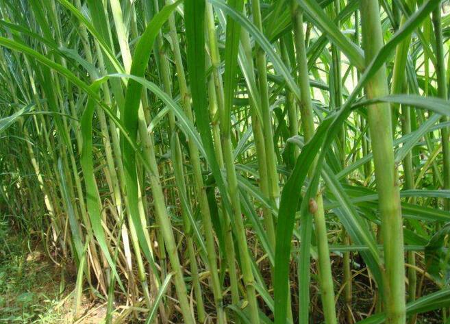 1654497082543289.jpg 1654497082543289.jpg