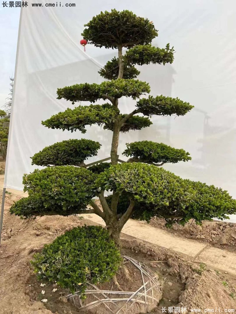 瓜子黃楊小葉黃楊造型樹 瓜子黃楊小葉黃楊造型樹