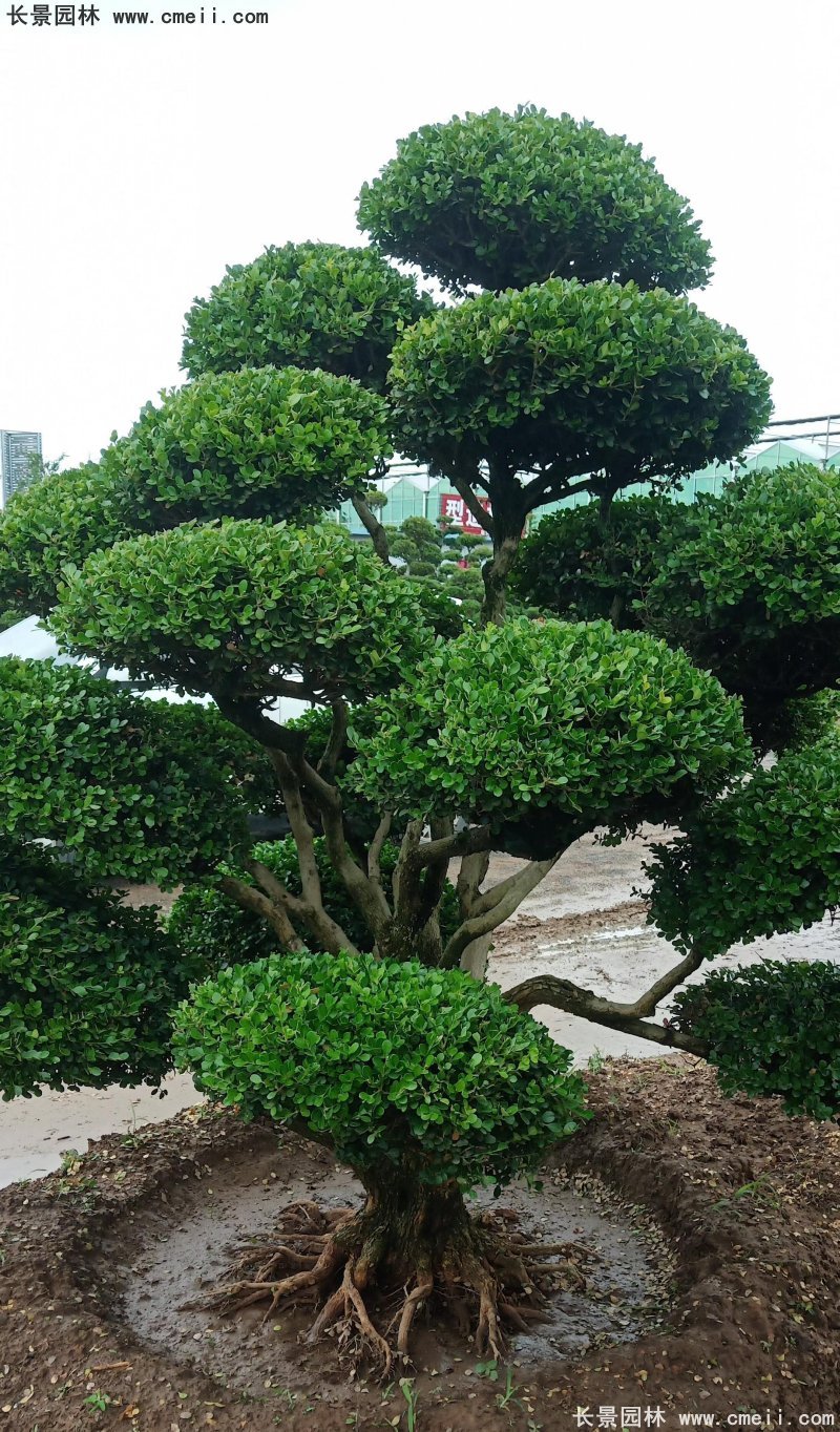 瓜子黃楊小葉黃楊造型樹 瓜子黃楊小葉黃楊造型樹