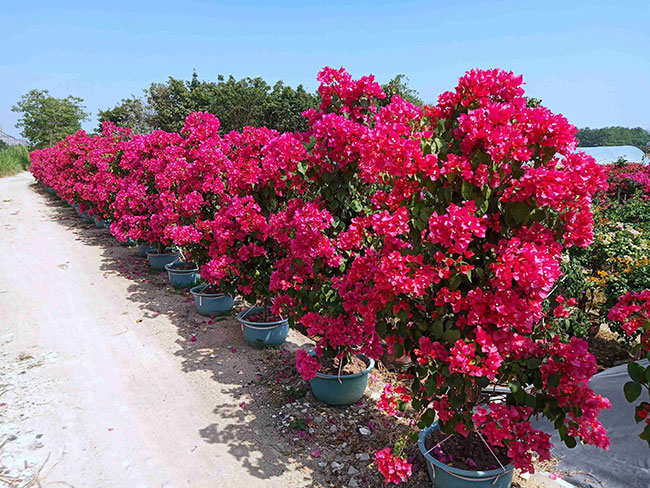 重瓣大紅三角梅 重瓣大紅三角梅