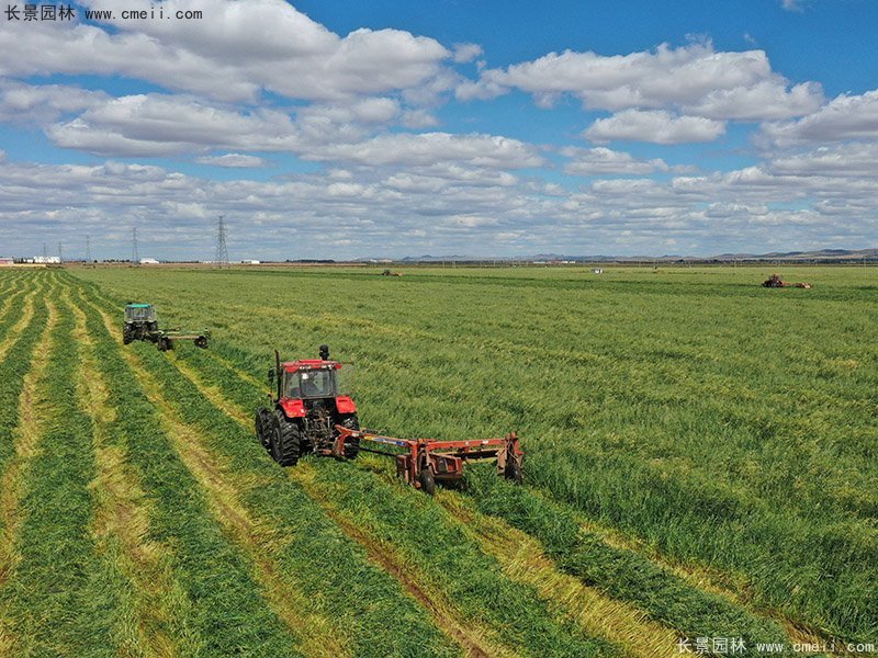 高產(chǎn)牧草大面積種植豐收 高產(chǎn)牧草大面積種植豐收