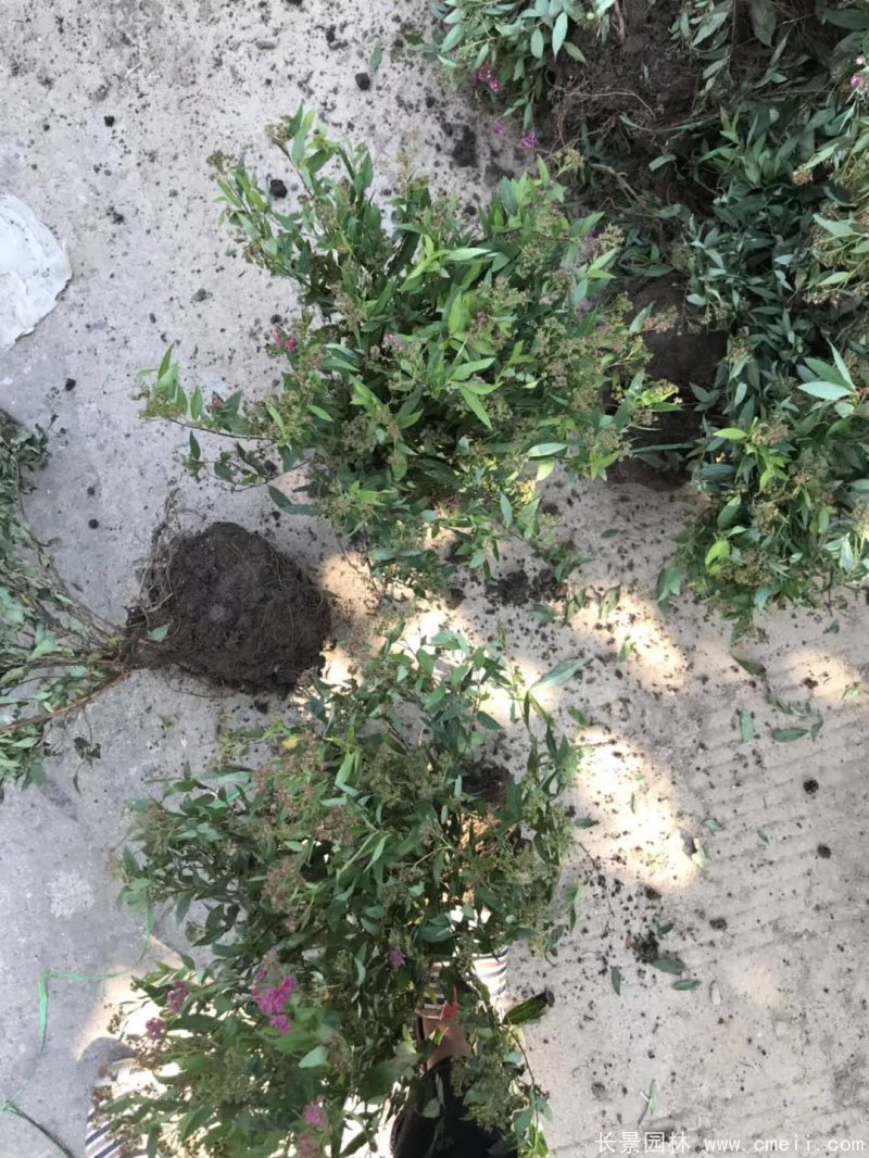 繡線菊球 繡線菊球