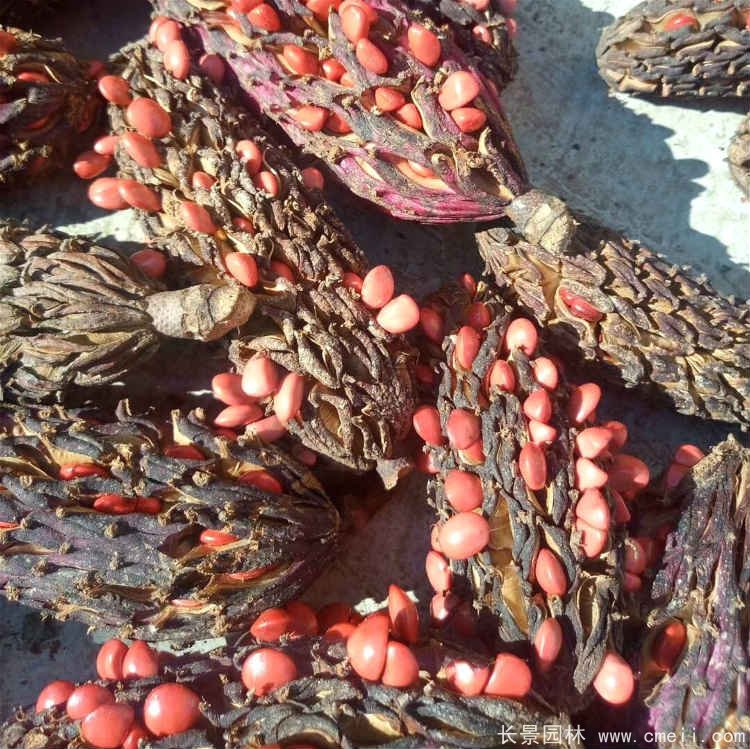 日本厚樸種子 日本厚樸種子