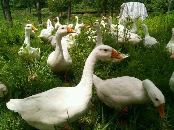 養(yǎng)鵝牧草鵝吃的青草 養(yǎng)鵝牧草鵝吃的青草