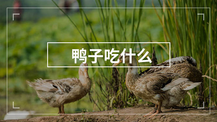 鴨子吃的牧草品種養(yǎng)鴨子吃什么 鴨子吃的牧草品種養(yǎng)鴨子吃什么
