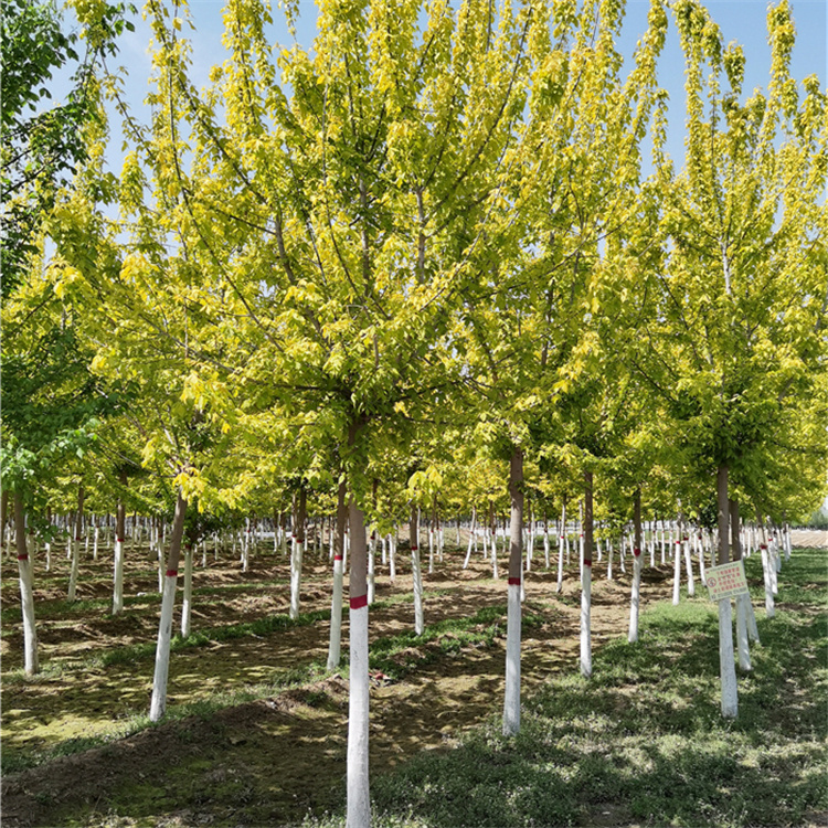 復(fù)葉槭 復(fù)葉槭