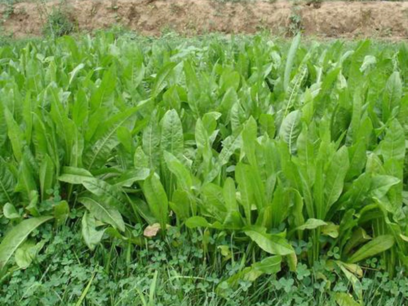 1712126169423109.jpg 1588555900216946.jpg