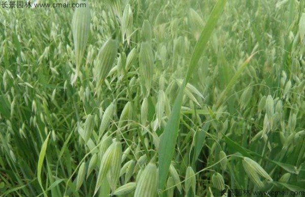 1712642378366029.jpg 1-1F50310415X64.jpg