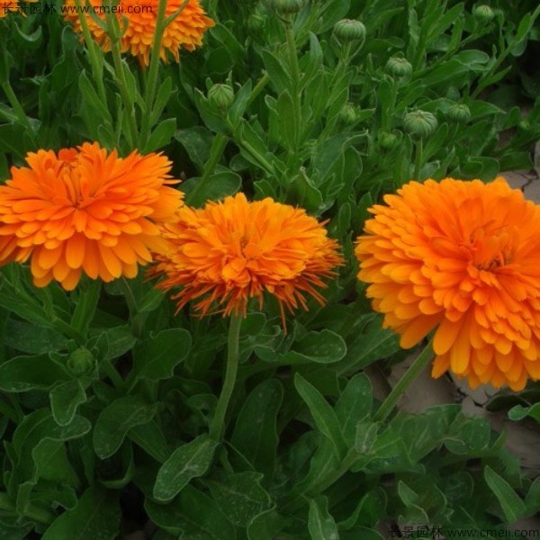 1713169169116868.jpg 1-1FF20951524G.jpg