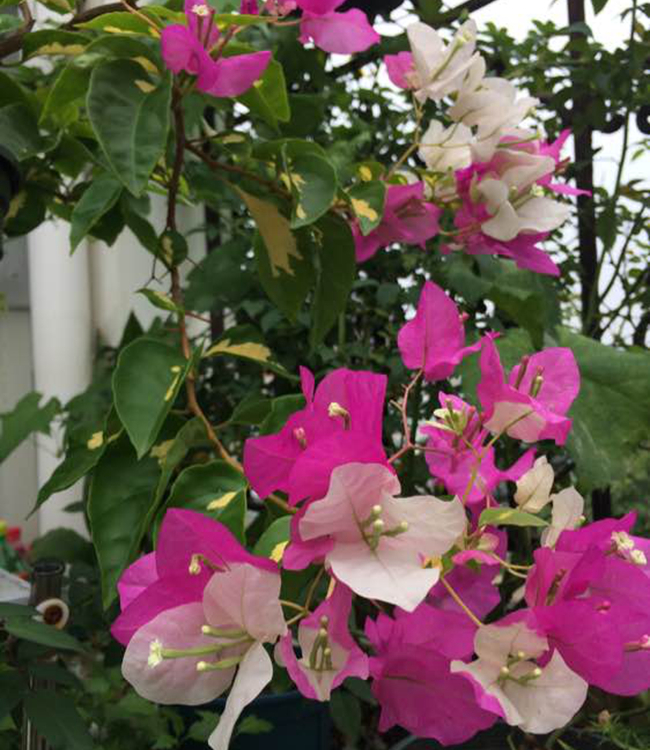 金心雙色三角梅.jpg 金心雙色三角梅.jpg