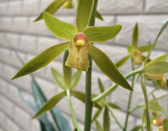 墨蘭種植方法 墨蘭種植方法