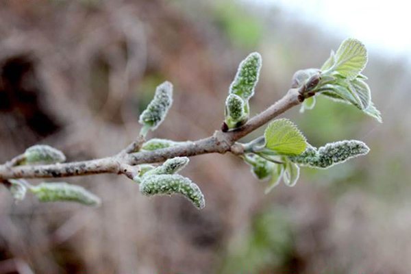 構(gòu)樹花 構(gòu)樹花