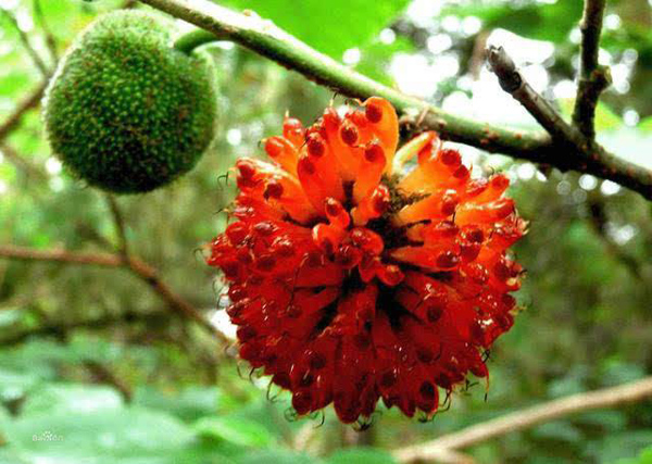 構(gòu)樹果實 構(gòu)樹果實