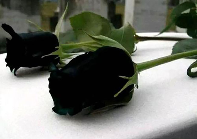 黑玫瑰的花語是什么？黑玫瑰的寓意和象征