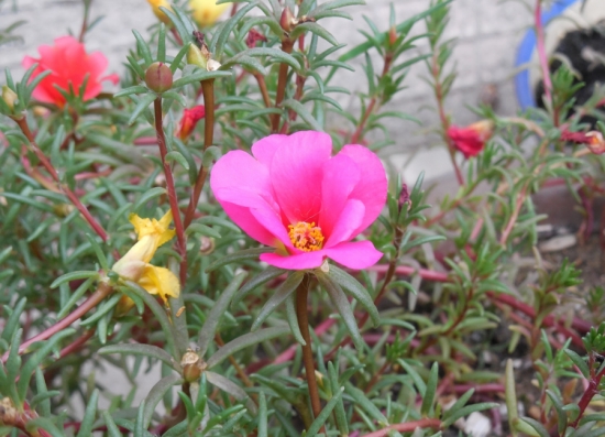 超好養(yǎng)活的太陽花 超好養(yǎng)活的太陽花