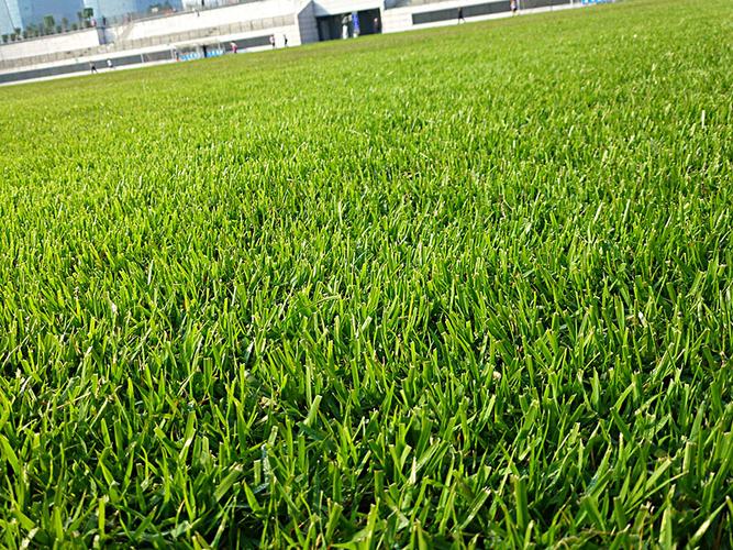 足球場(chǎng)天然草坪 足球場(chǎng)天然草坪