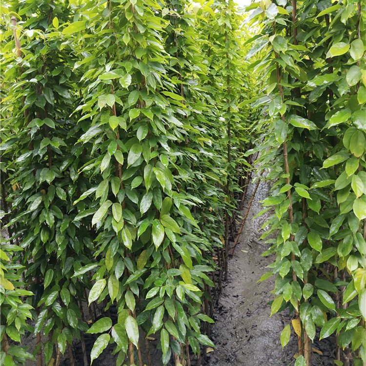 油麻藤苗 油麻藤苗